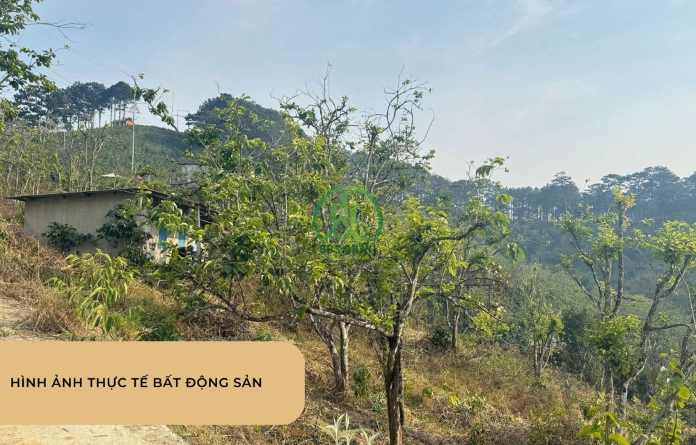 CẦN BÁN LÔ ĐẤT MẶT TIỀN ĐƯỜNG NHỰA XUÂN TRƯỜNG- ĐÀ LẠT