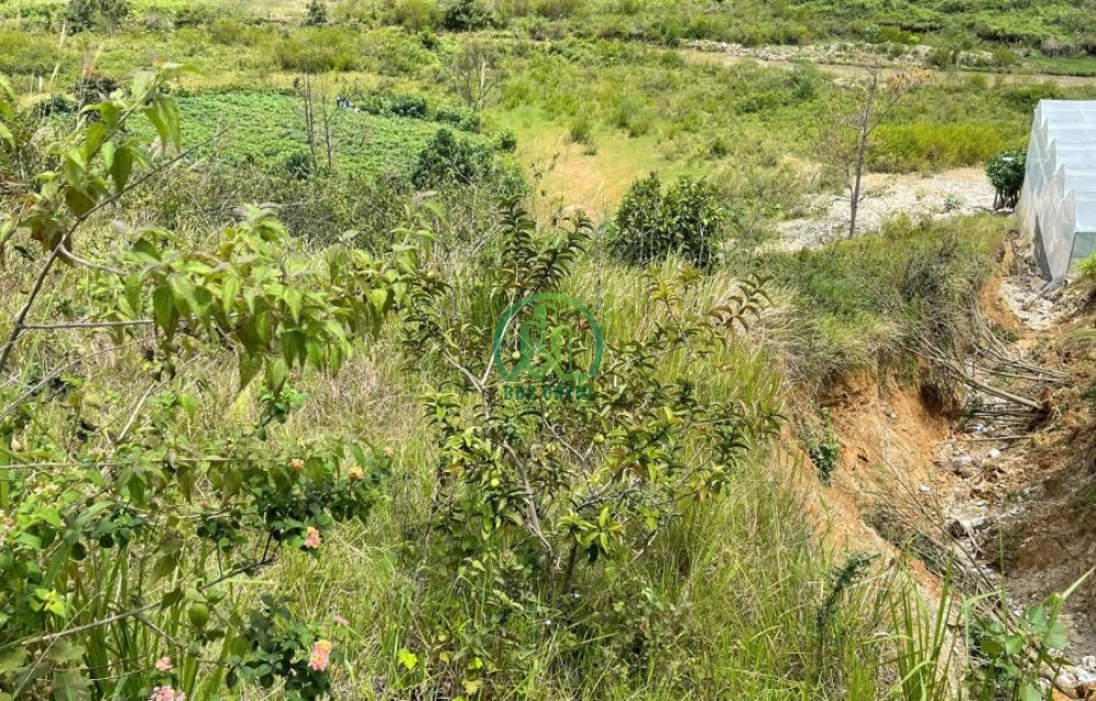 🌟 CẦN BÁN LÔ ĐẤT TẠI ĐẠSAR - LẠC DƯƠNG