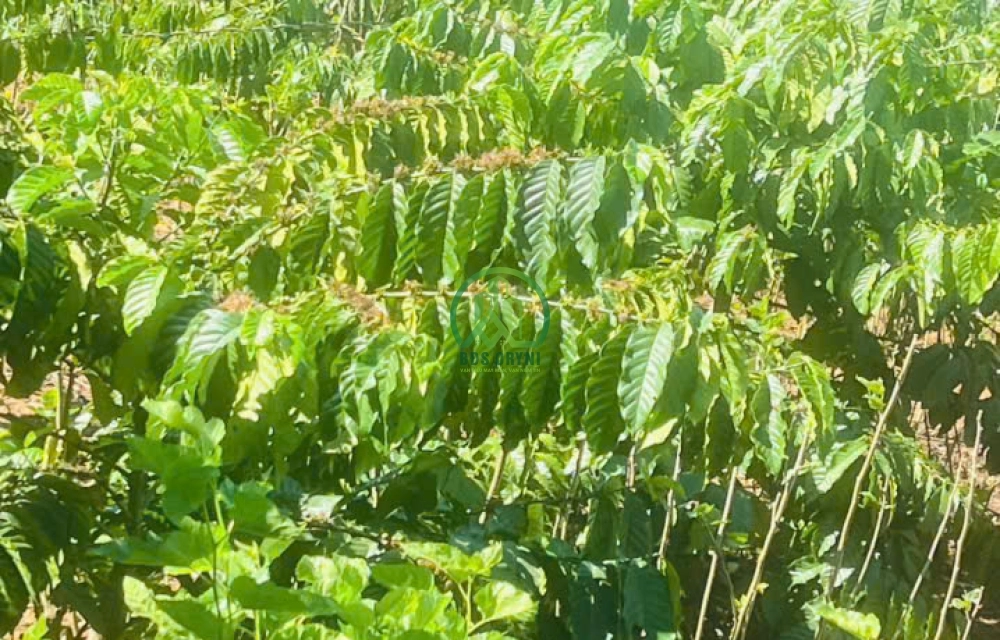 CẦN BÁN NHÀ ĐẤT 3 MẶT TIỀN- 1 MẶT SUỐI TRUNG TÂM THỊ TRẤN NAM BAN, LÂM HÀ