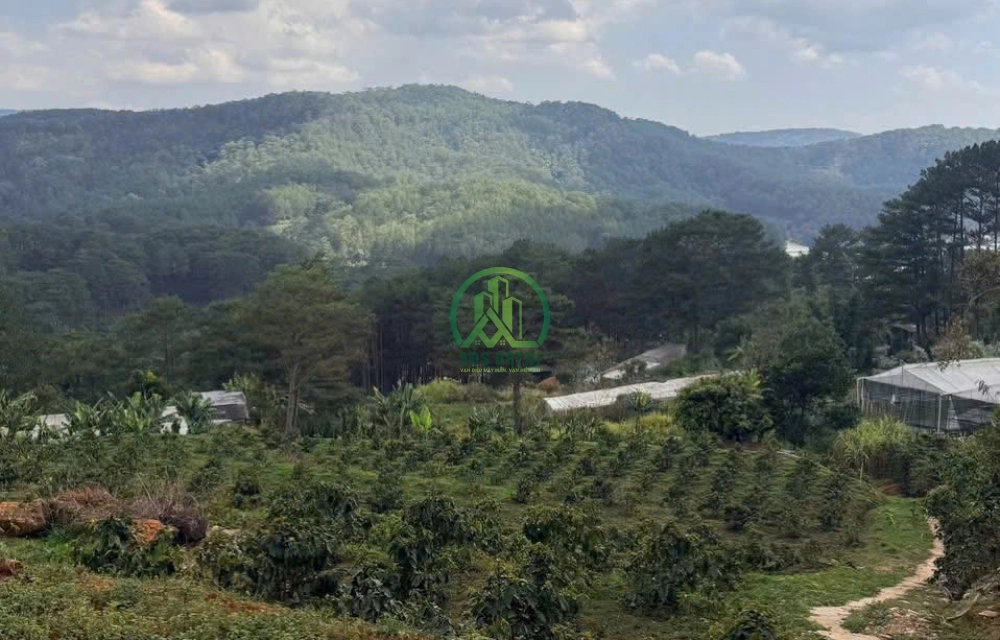 CẦN BÁN 2.000 M2 ĐẤT ĐƯỜNG HOÀNG HOA THÁM, P. XUÂN HƯƠNG - ĐÀ LẠT (P10)
