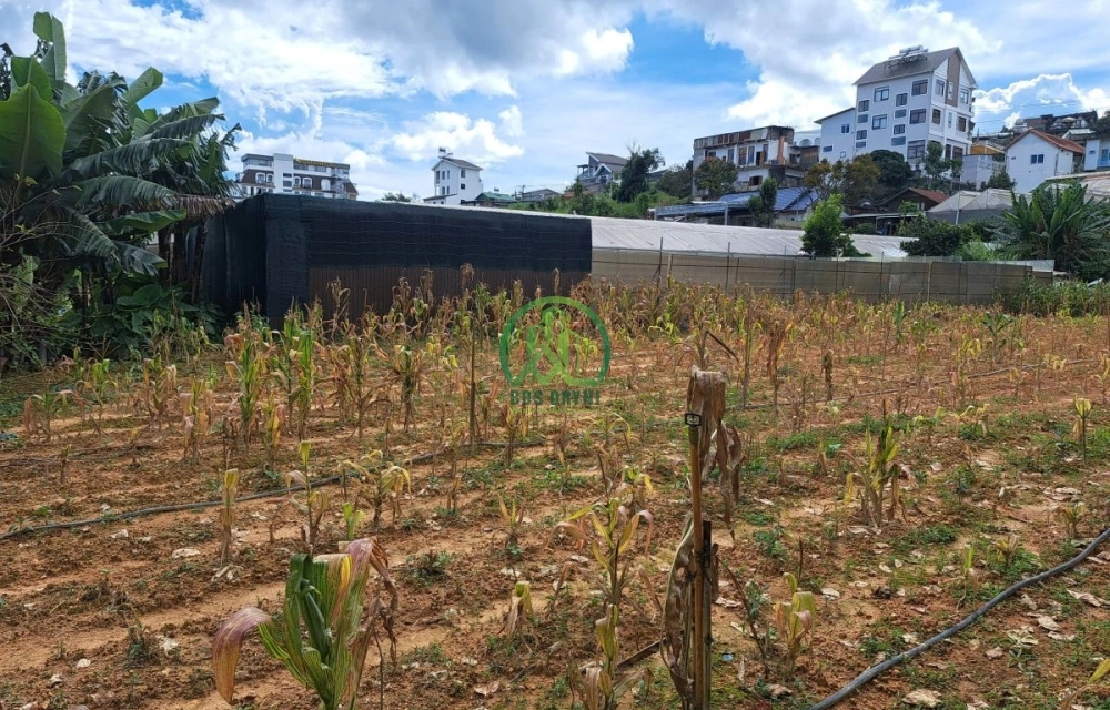 🏡 CẦN BÁN ĐẤT AN BÌNH, PHƯỜNG XUÂN HƯƠNG- ĐÀ LẠT (P. 3)