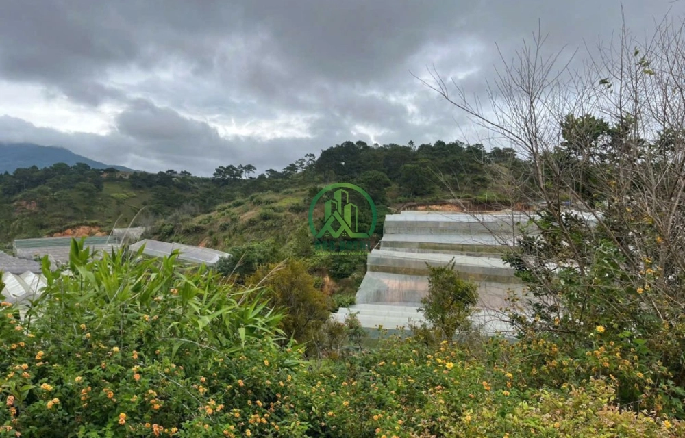 🏡 CẦN BÁN ĐẤT ĐANKIA, P. LANGBIANG- ĐÀ LẠT (P. 7)