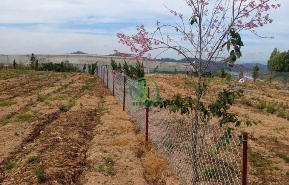 🏡  BÁN LÔ ĐẤT 523M2 MẶT TIỀN NGUYỄN HOÀNG - ĐÀ LẠT
