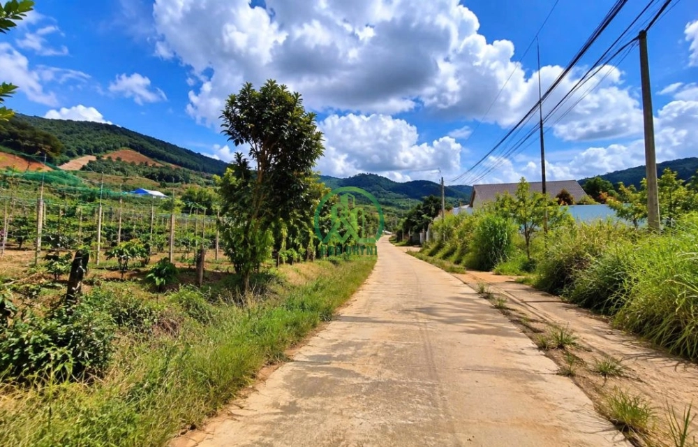 🏡 CẦN BÁN ĐẤT VIEW ĐỒI THÔNG 360 ĐỘ TẠI NAM BAN (ĐÔNG THANH), LÂM HÀ