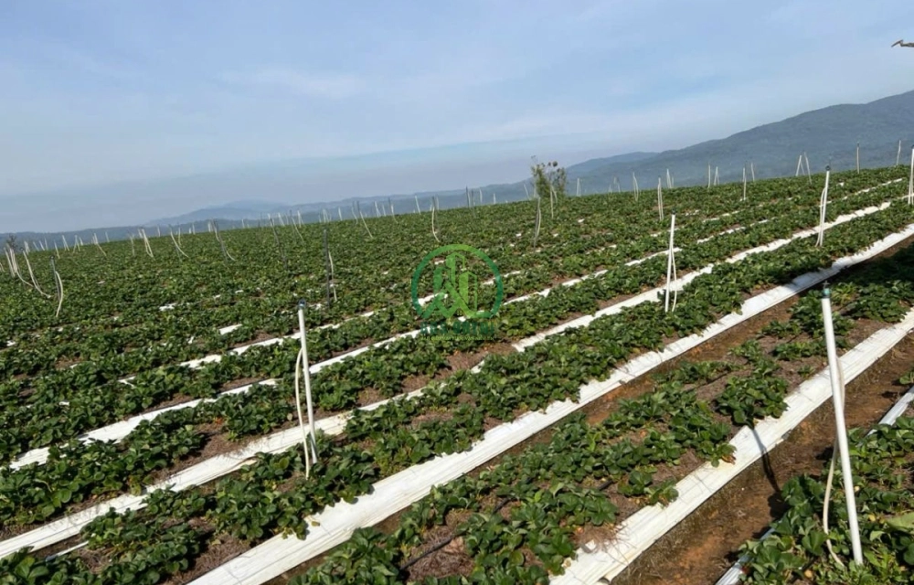 ✨ CẦN BÁN ĐẤT XÃ LÁT, LẠC DƯƠNG,P. LANGBIANG - ĐÀ LẠT