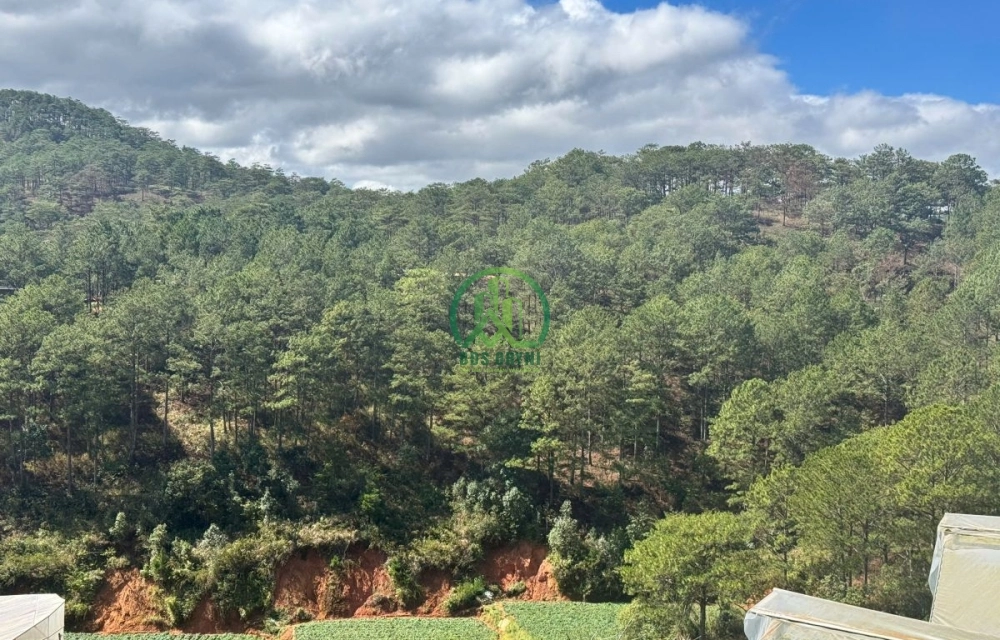 💥 CHO THUÊ HOMESTAY ĐƯỜNG TRẦN THÁI TÔNG, P. LÂM VIÊN - ĐÀ LẠT