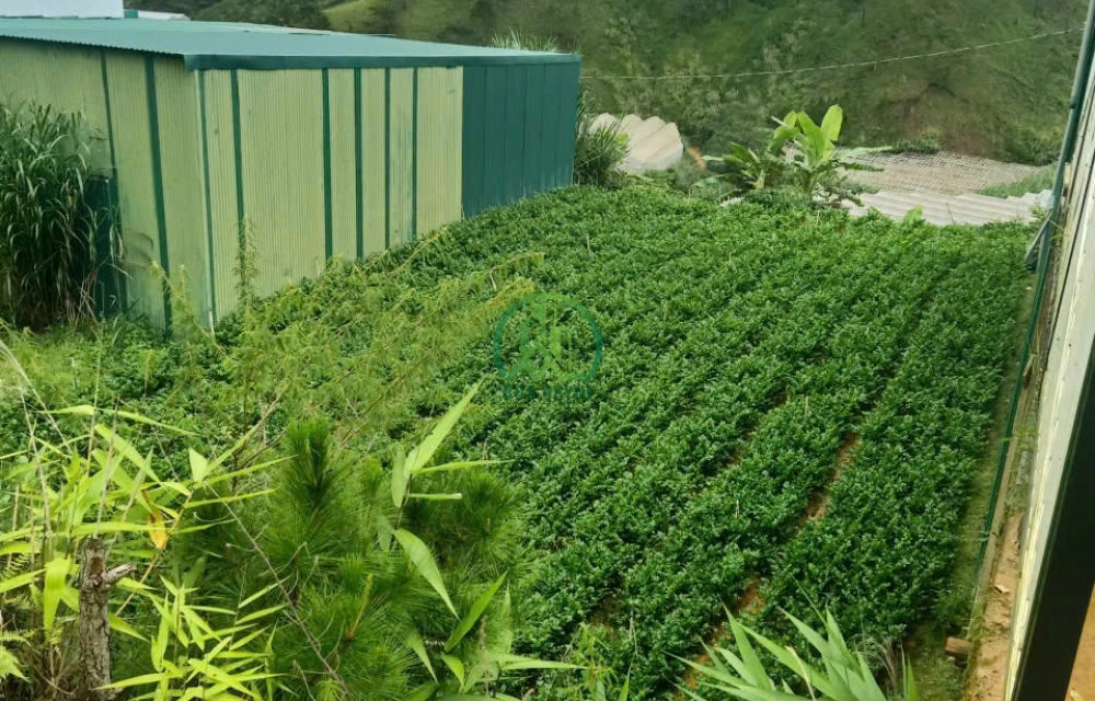 🌤 CẦN BÁN LÔ ĐẤT ĐƯỜNG ĐIỆN BIÊN PHỦ - PHƯỜNG LANGBIANG - ĐÀ LẠT (Lạc Dương cũ)