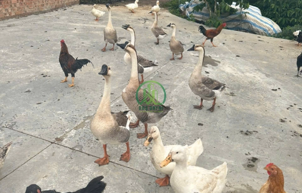 🌟 CẦN BÁN 2 MẪU ĐẤT CÀ PHÊ TẠI ĐỨC TRỌNG 🌟