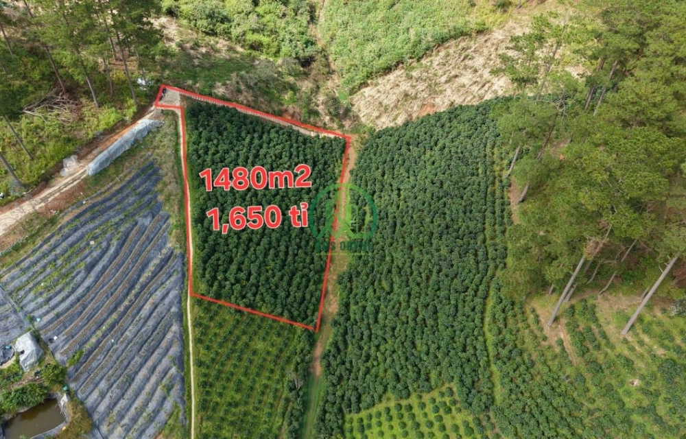 🌟 CẦN BÁN ĐẤT TẠI XUÂN THỌ, P. XUÂN TRƯỜNG - ĐÀ LẠT