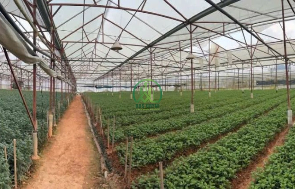 💥 CẦN BÁN ĐẤT MẶT TIỀN TẠI P. LÂM VIÊN - ĐÀ LẠT (P8)