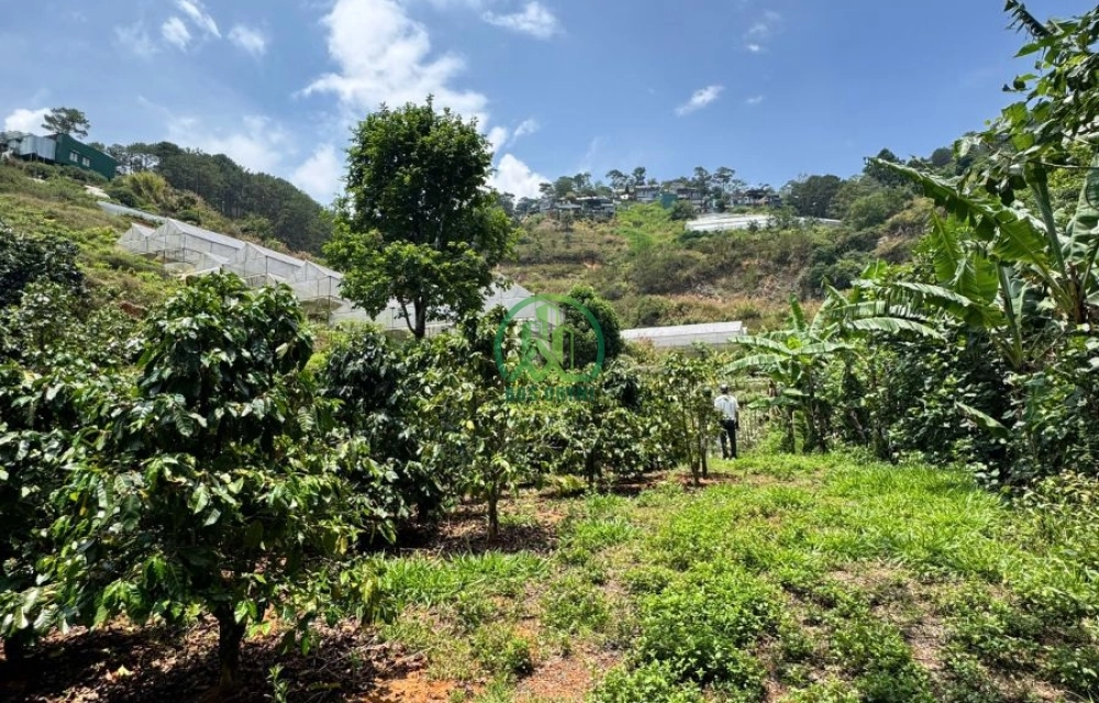  CẦN BÁN ĐẤT ĐƯỜNG HÙNG VƯƠNG, P. XUÂN TRƯỜNG - ĐÀ LẠT