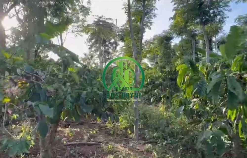 💥 CẦN BÁN HƠN 1200 M2 ĐẤT NINH GIA VIEW HỒ ĐẠI NINH TẠI ĐỨC TRỌNG - LÂM ĐỒNG