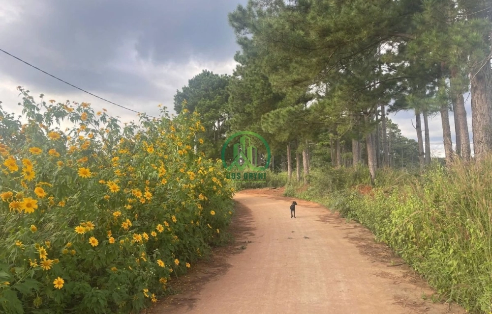 🌤 CẦN BÁN ĐẤT TẠI MÊ LINH - LÂM HÀ - LÂM ĐỒNG