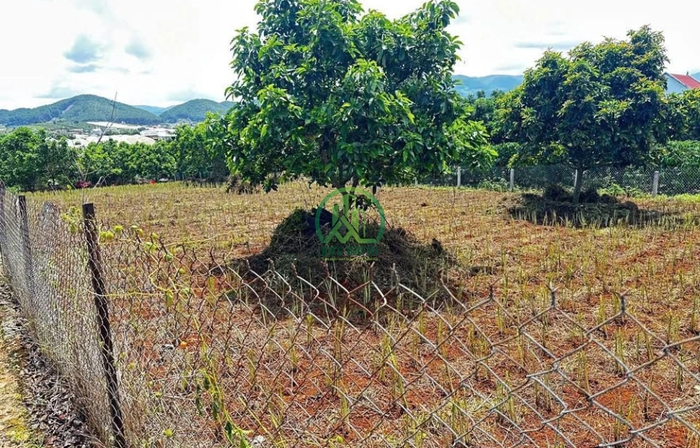 ✨ CẦN BÁN LÔ ĐẤT BẰNG PHẲNG TẠI NAM BAN - LÂM HÀ