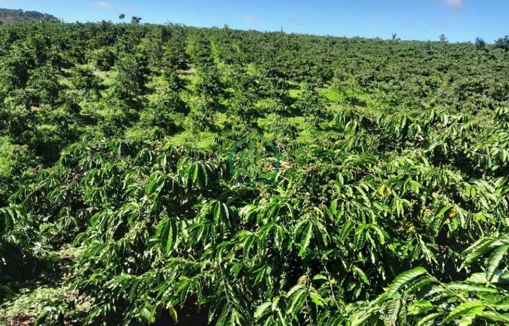 💥 CẦN BÁN LÔ ĐẤT 5,2 HA TẠI TÀ NĂNG, ĐỨC TRỌNG - LÂM ĐỒNG