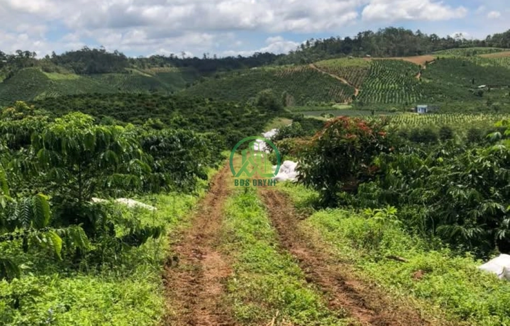 💥 CẦN BÁN LÔ ĐẤT 5,2 HA TẠI TÀ NĂNG, ĐỨC TRỌNG - LÂM ĐỒNG