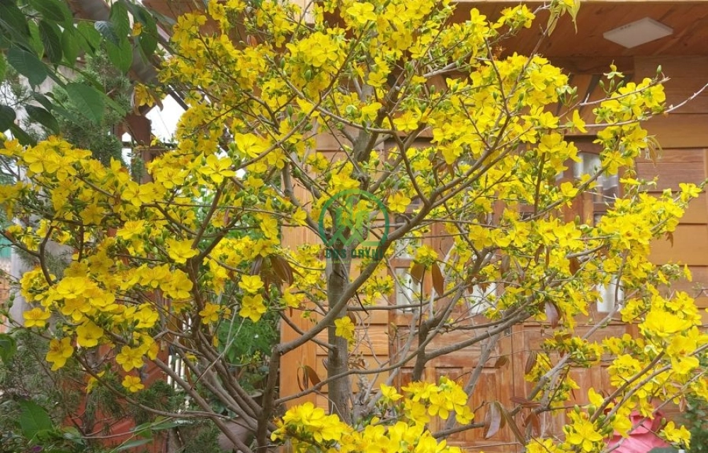 🏡 CHO THUÊ NHÀ NGUYÊN CĂN ĐƯỜNG TRẦN ĐẠI NGHĨA - P.LÂM VIÊN - ĐÀ LẠT (P8 cũ)