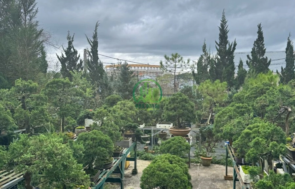 🌸 CẦN BÁN ĐẤT ĐƯỜNG BẠCH ĐẰNG, P. LANGBIANG - ĐÀ LẠT