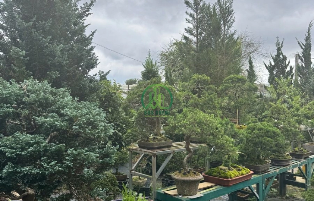 🌸 CẦN BÁN ĐẤT ĐƯỜNG BẠCH ĐẰNG, P. LANGBIANG - ĐÀ LẠT