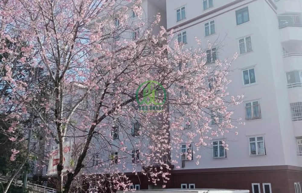 🏡 CẦN BÁN CĂN CHUNG CƯ YERSIN, P. LÂM VIÊN - ĐÀ LẠT