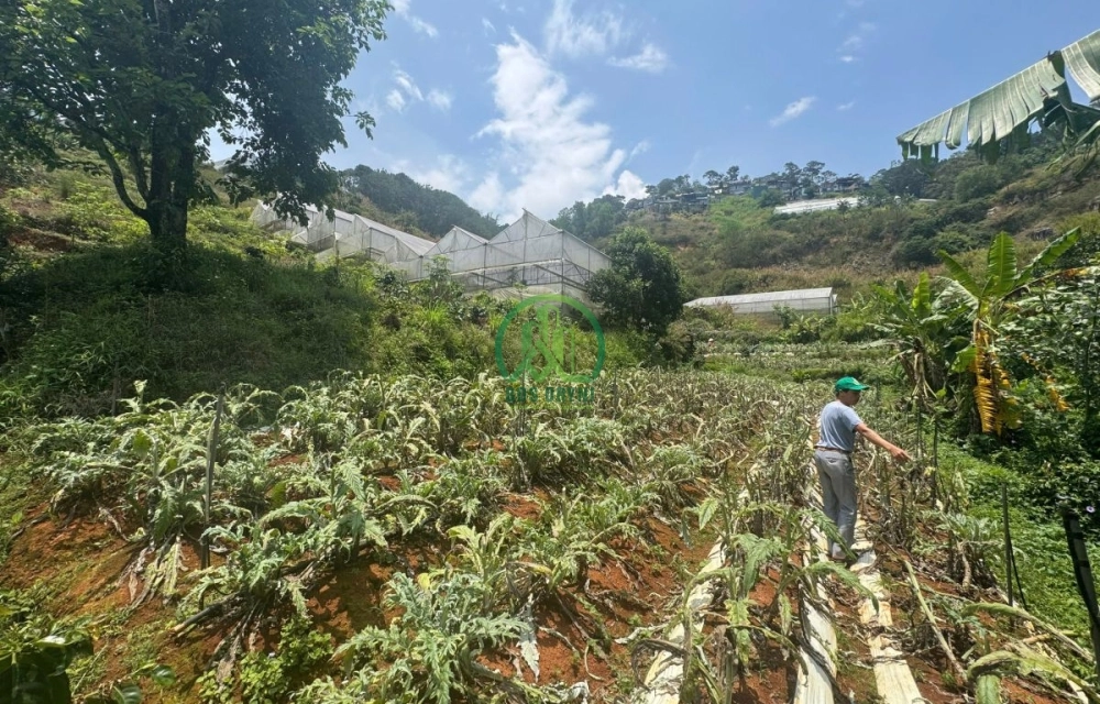  CẦN BÁN ĐẤT ĐƯỜNG HÙNG VƯƠNG, P. XUÂN TRƯỜNG - ĐÀ LẠT