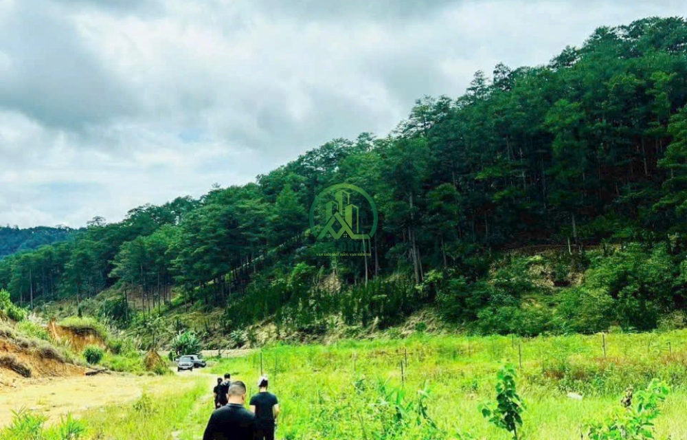 🌲 CẦN BÁN ĐẤT LIÊN THÔNG ĐẦU ĐÈO PRENN – ĐÀ LẠT 🌲