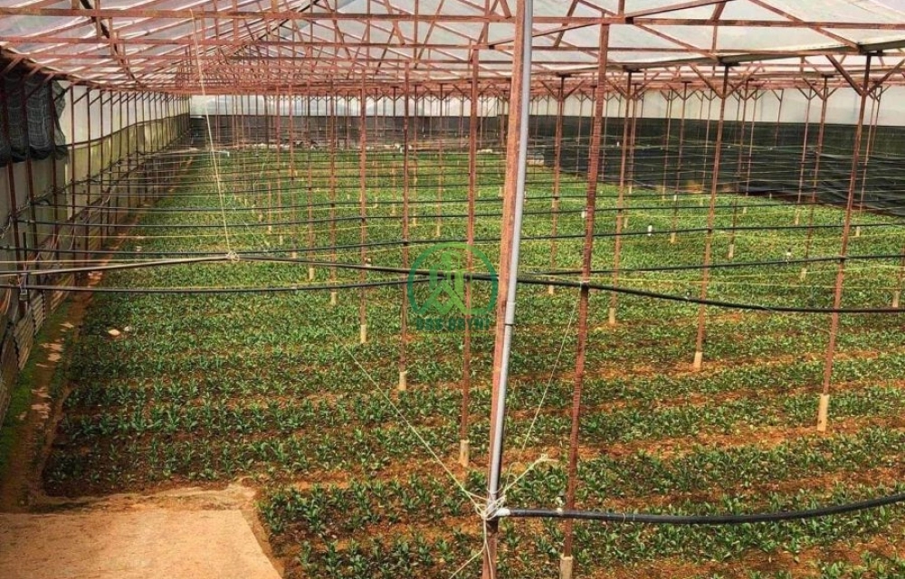 CẦN BÁN 2.336 M2 ĐẤT CAO BÁ QUÁT – P. LANG BIANG – ĐÀ LẠT (P7)