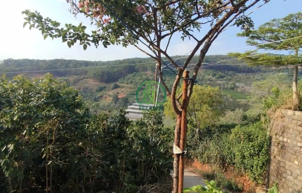 🌤 CẦN BÁN ĐẤT TẶNG NHÀ TẠI XUÂN SƠN, P. XUÂN TRƯỜNG - ĐÀ LẠT