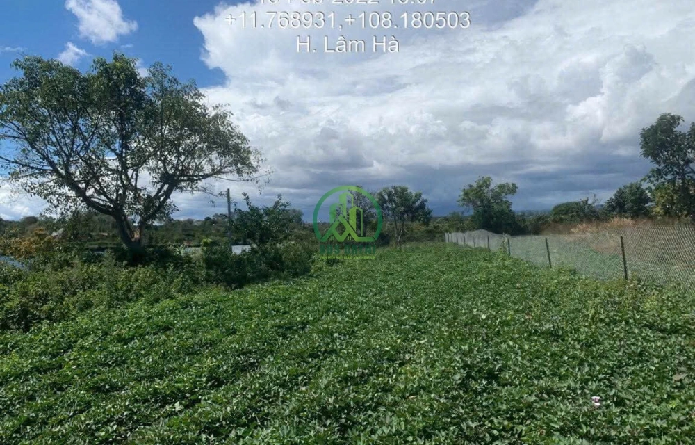 🏡 CẦN BÁN LÔ ĐẤT 2 MẶT TIỀN DIỆN TÍCH HƠN 1000 M2 KHU HỒ PHÚC HƯNG - LÂM HÀ