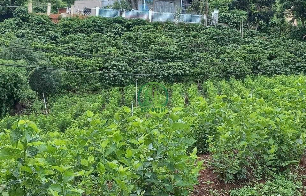 ✨ CẦN BÁN HƠN 4000 M2 ĐẤT TẠI MÊ LINH, LÂM HÀ