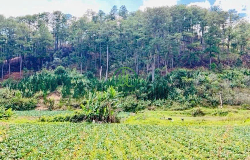 🌲 CẦN BÁN ĐẤT LIÊN THÔNG ĐẦU ĐÈO PRENN – ĐÀ LẠT 🌲