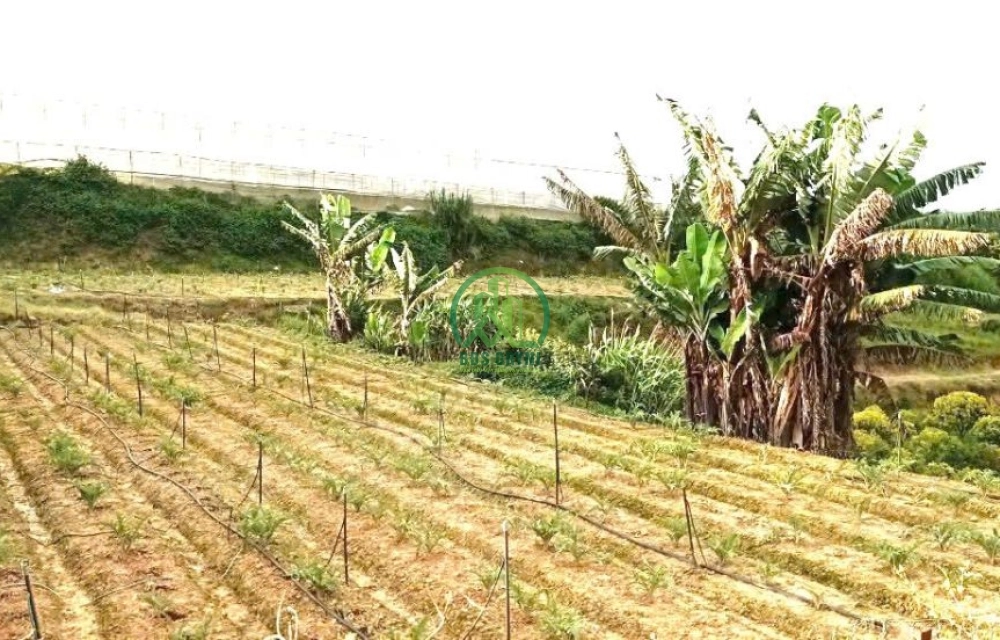🌤 CẦN BÁN ĐẤT ĐẸP TẠI XUÂN THỌ, P. XUÂN TRƯỜNG - ĐÀ LẠT