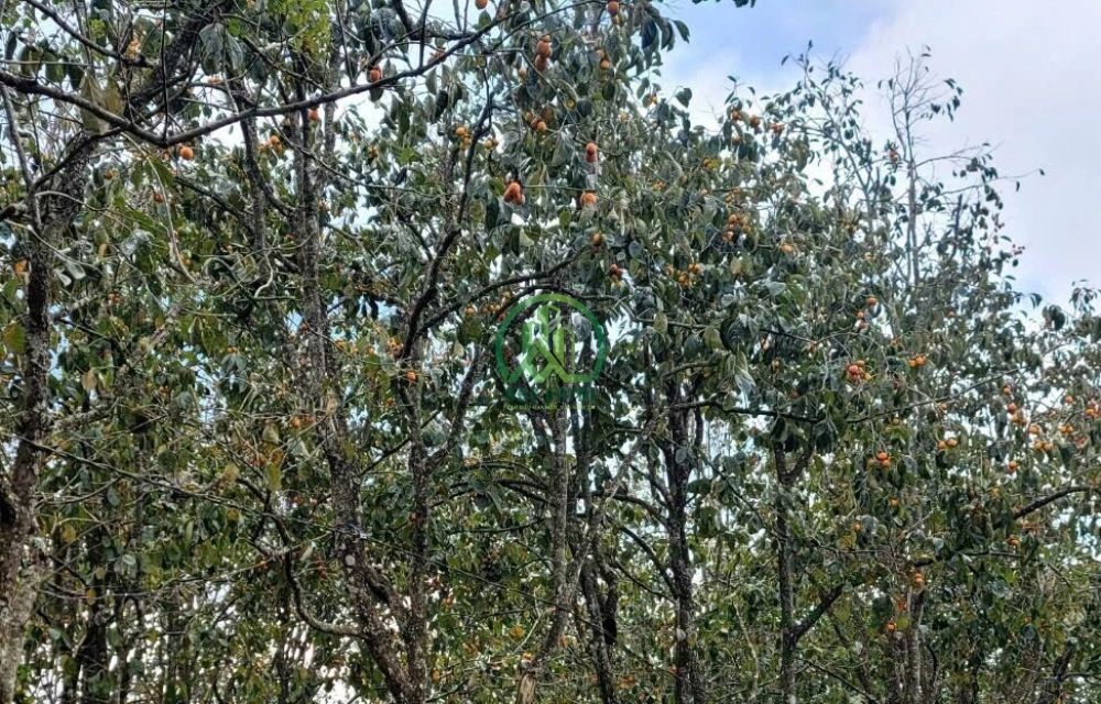 CẦN BÁN LÔ ĐẤT CÓ NHÀ PHÁT CHI- TRẠM HÀNH- ĐÀ LẠT