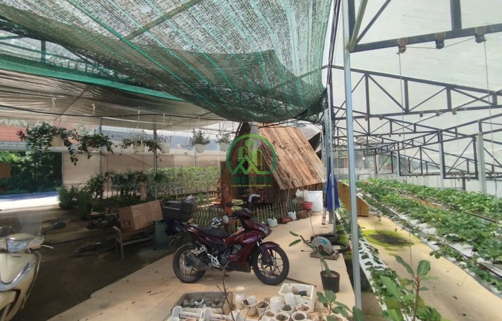   CẦN CHO THUÊ MẶT BẰNG ĐƯỜNG MIMOSA - P3 - ĐÀ LẠT