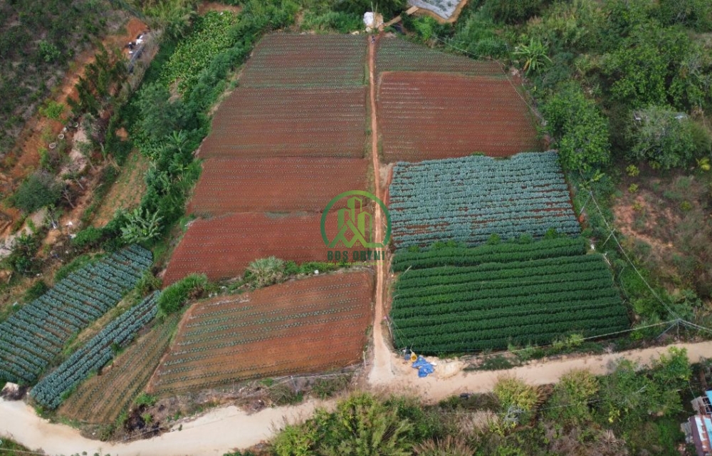 CẦN CHO THUÊ LÔ ĐẤT VIEW ĐẸP ĐƯỜNG TRẦN THÁI TÔNG - P11 - ĐÀ LẠT