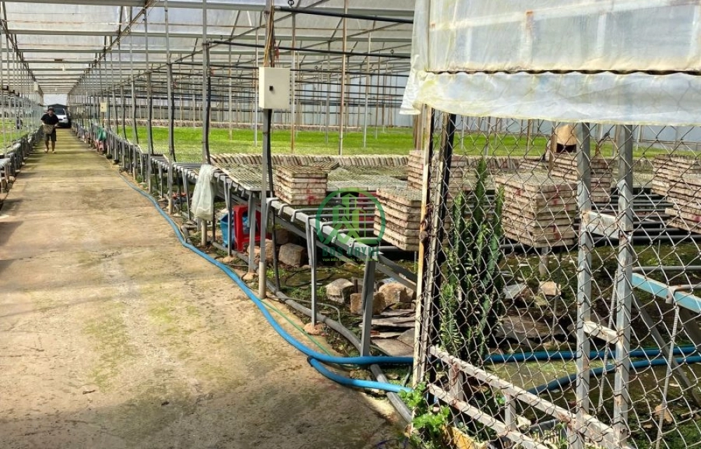BÁN ĐẤT GIÁ ĐẦU TƯ  (Khu dân cư Hòn Bồ. P12. Đà Lạt)
