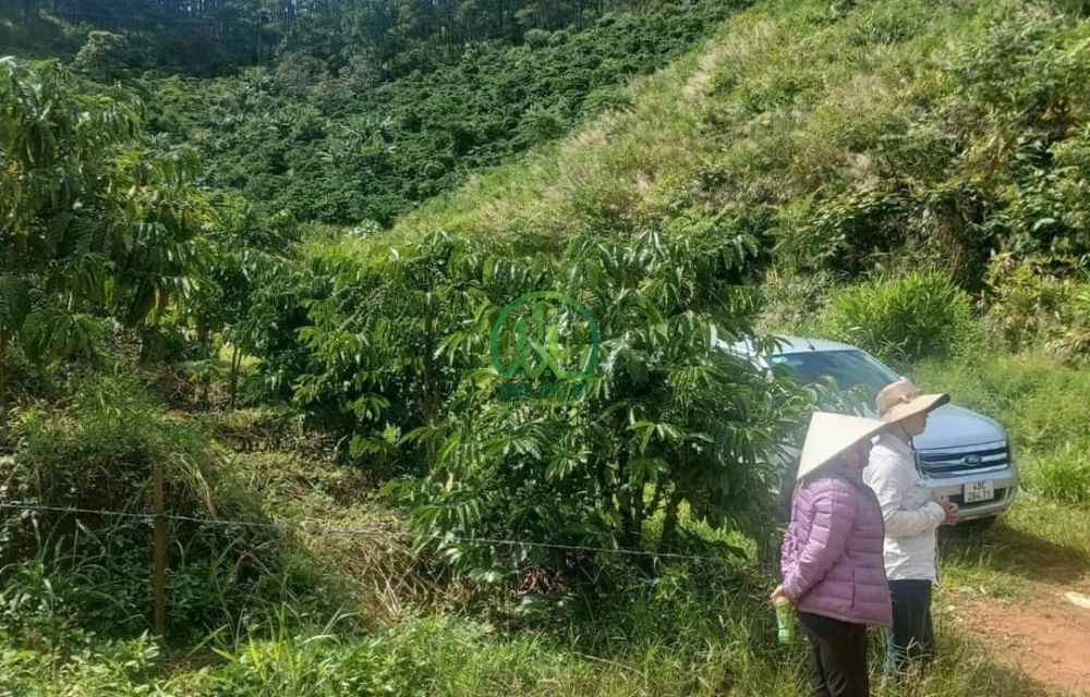 CẦN BÁN GẤP ĐẤT THÔN 3 MÊ LINH- LÂM HÀ