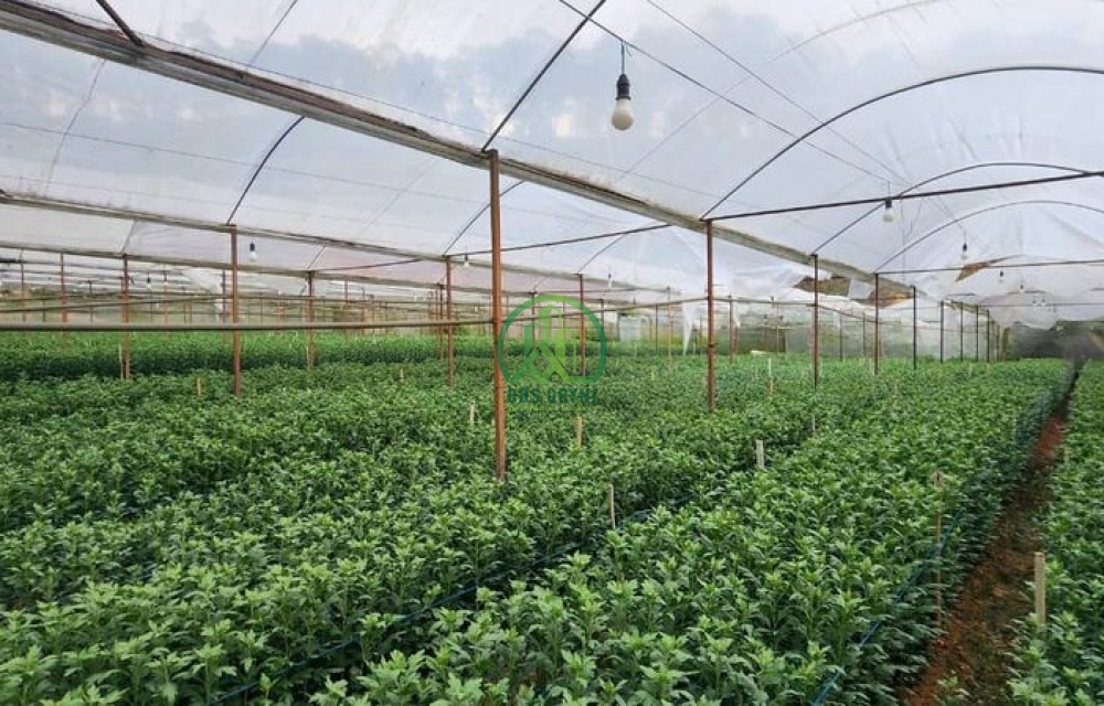 ĐẤT ĐƯỜNG Ô TÔ THÁI PHIÊN- P12