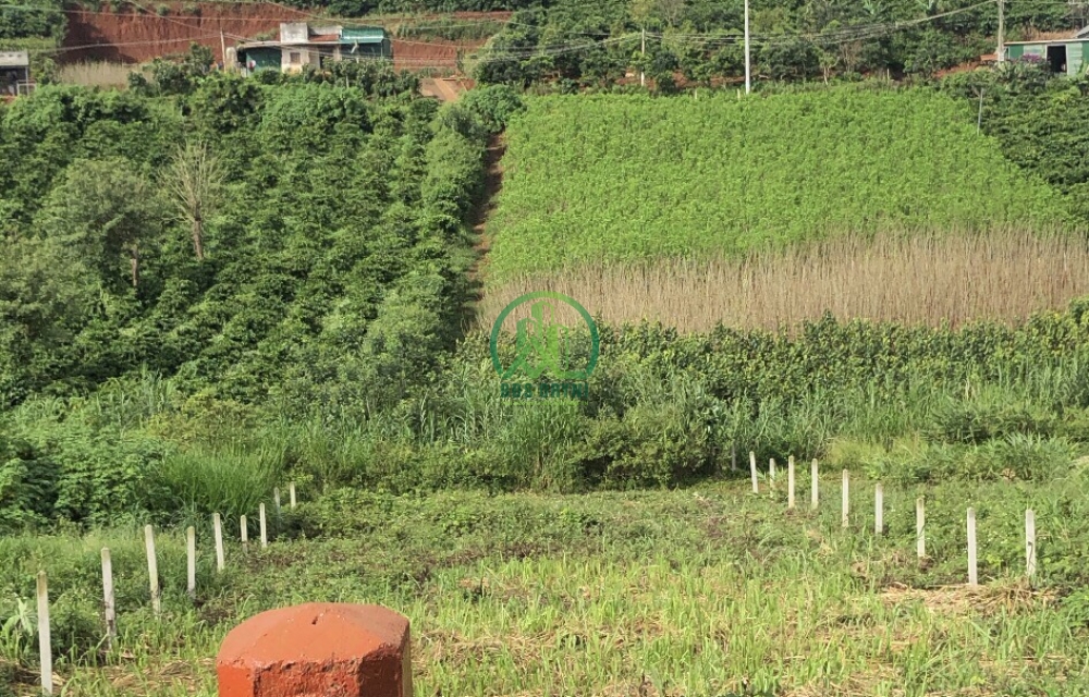 CẦN BÁN ĐẤT THỊ TRẤN NAM BAN GẦN CHÙA LINH ẨN VÙNG VEN ĐÀ LẠT