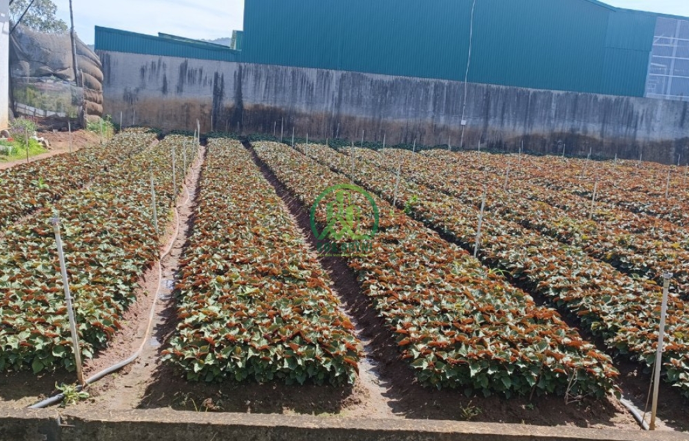 CẦN BÁN LÔ ĐẤT MẶT TIỀN ĐƯỜNG THỊ TRẤN LIÊN NGHĨA - ĐỨC TRỌNG - LÂM ĐỒNG.