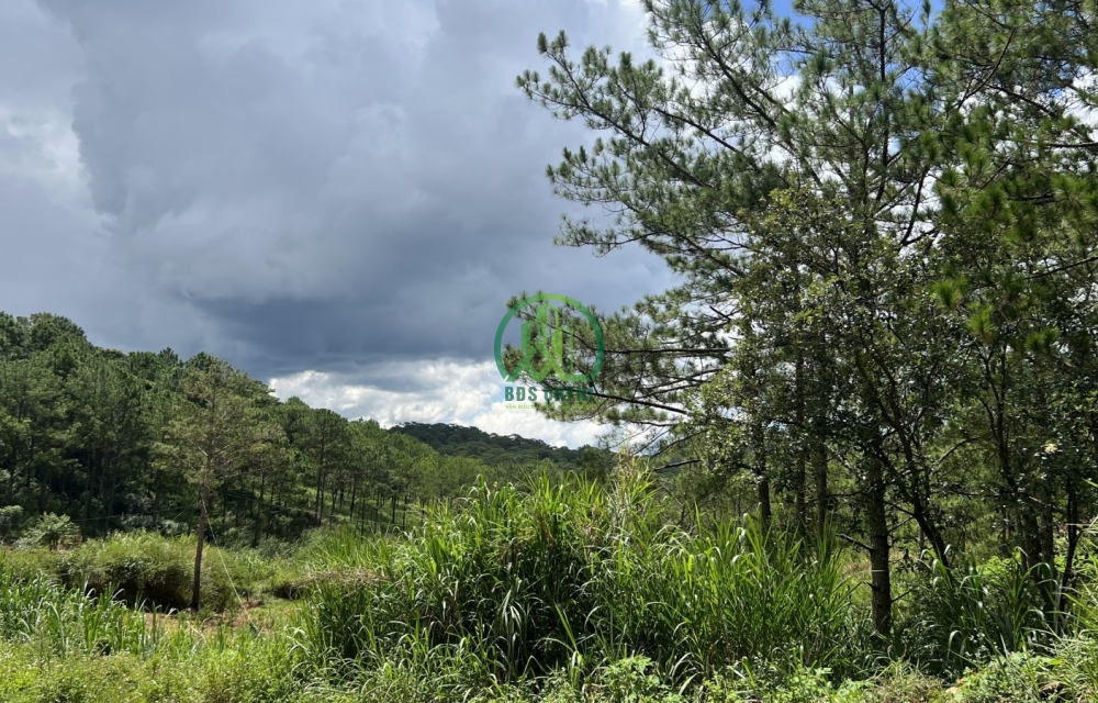 CẦN BÁN GẤP NHÀ VIEW RỪNG THÔNG - P8, TP ĐÀ LẠT