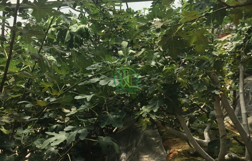 ĐẤT ĐƯỜNG HẺM AN SƠN- P4- ĐÀ LẠT 