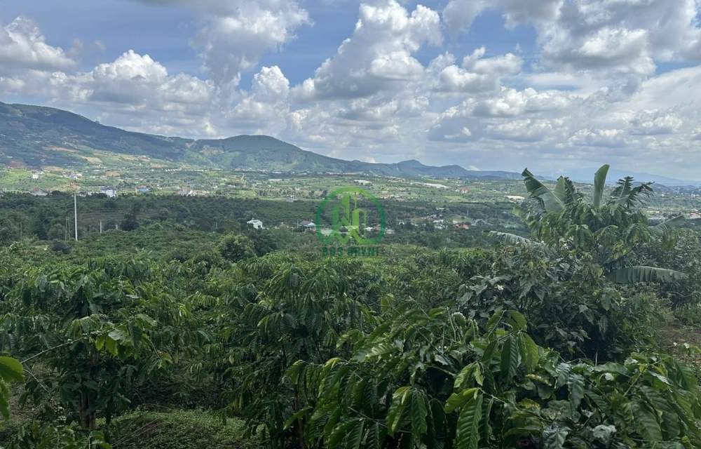 CẦN BÁN LÔ ĐẤT XÃ ĐÔNG THANH- LÂM HÀ- LÂM ĐỒNG