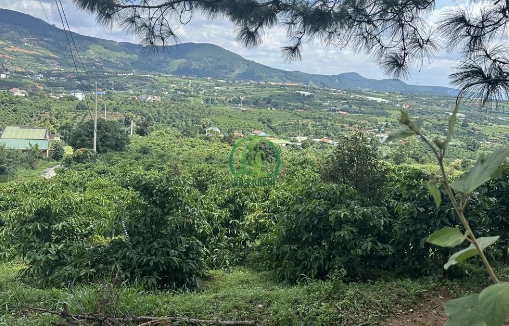 CẦN BÁN LÔ ĐẤT XÃ ĐÔNG THANH- LÂM HÀ- LÂM ĐỒNG