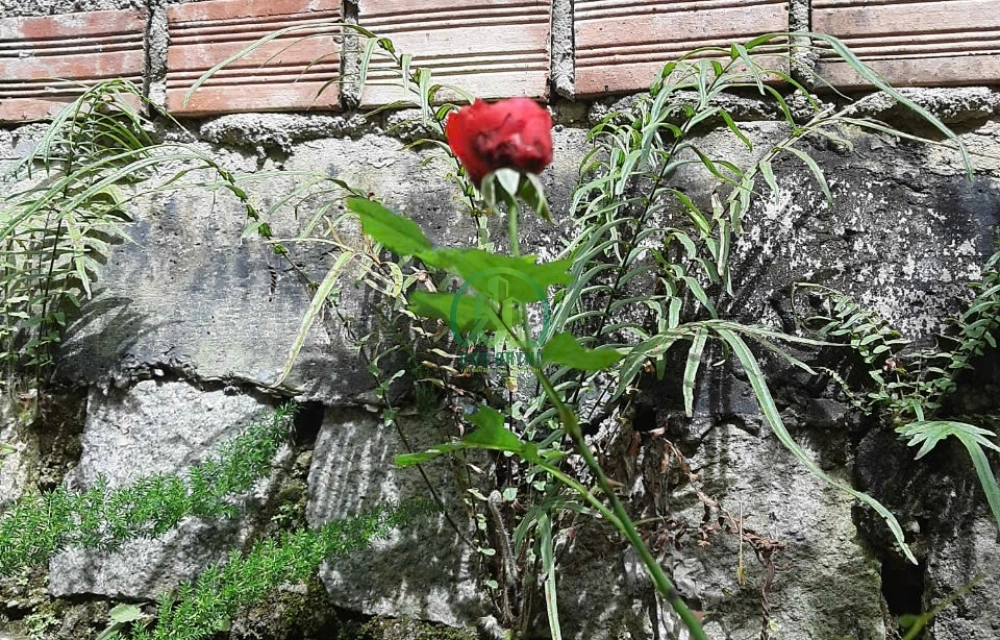 CẦN BÁN NHÀ HẺM PHAN CHU TRINH, PHƯỜNG 9, ĐÀ LẠT