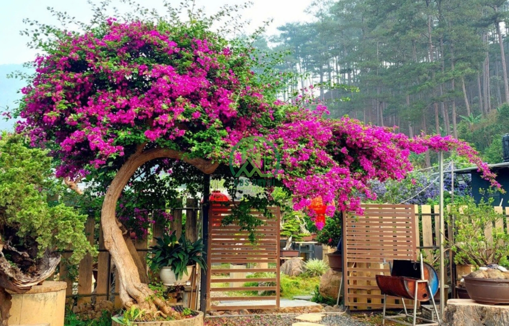 Bán Đất - Hẻm ô tô lớn - Sổ riêng - đường Mimosa, Phường 10, Đà Lạt, đường trước nhà 3 m