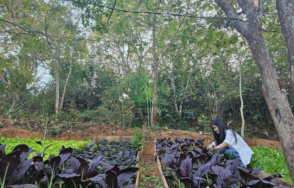 CẦN BÁN ĐẤT TẶNG 2 CĂN NHÀ GỖ SIÊU ĐẸP THÔN XUÂN THÀNH- XUÂN THỌ- ĐÀ LẠT