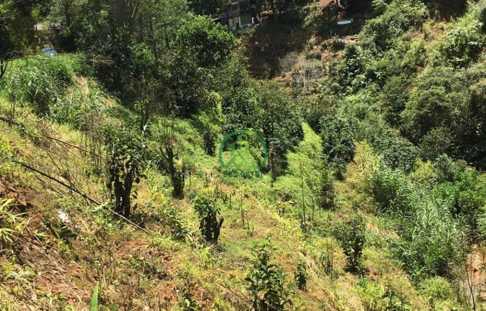 CẦN BÁN ĐẤT VIEW ĐẸP ĐƯỜNG ĐẶNG THÁI THÂN - P3 -  ĐÀ LẠT