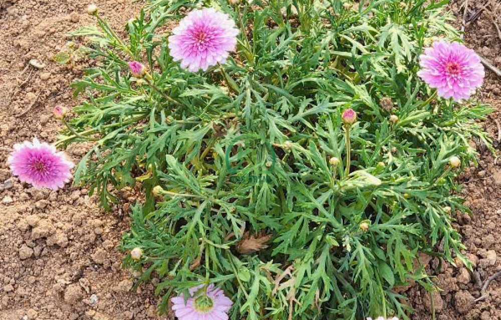 CẦN BÁN ĐẤT PHƯỜNG 5 - ĐÀ LẠT