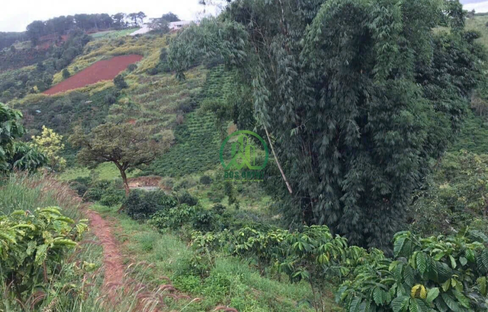BÁN LÔ ĐẤT 3900M2 TÀ NUNG - ĐÀ LẠT.